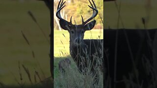 Beautiful Buck #deer #deerhunting #shorts #biology