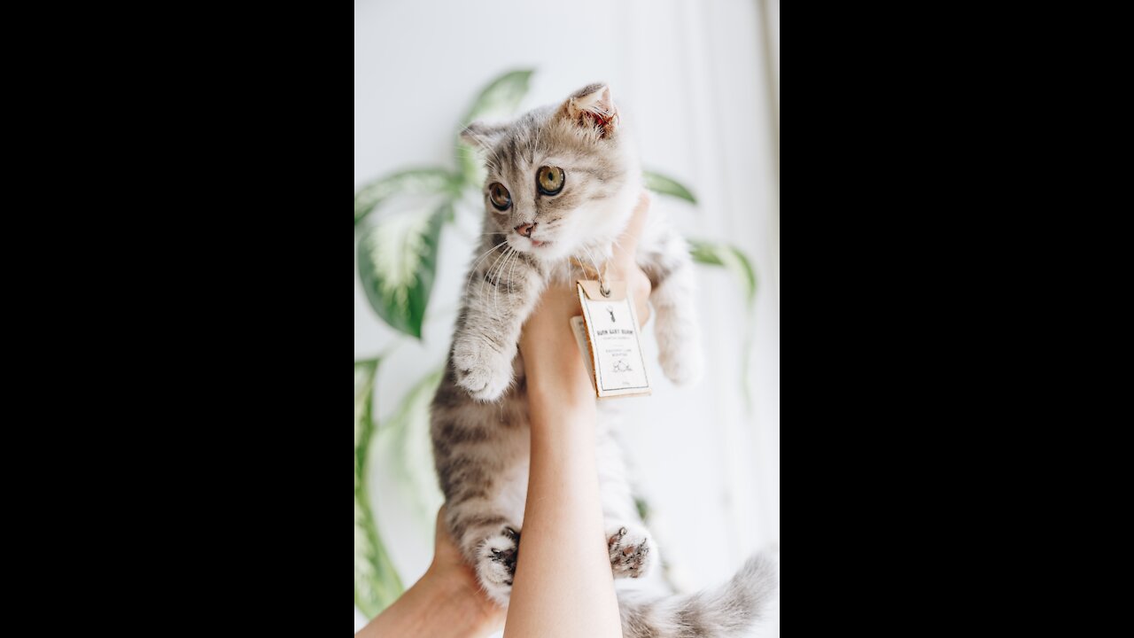 Cute Pets And Funny Animals Compilation #3a