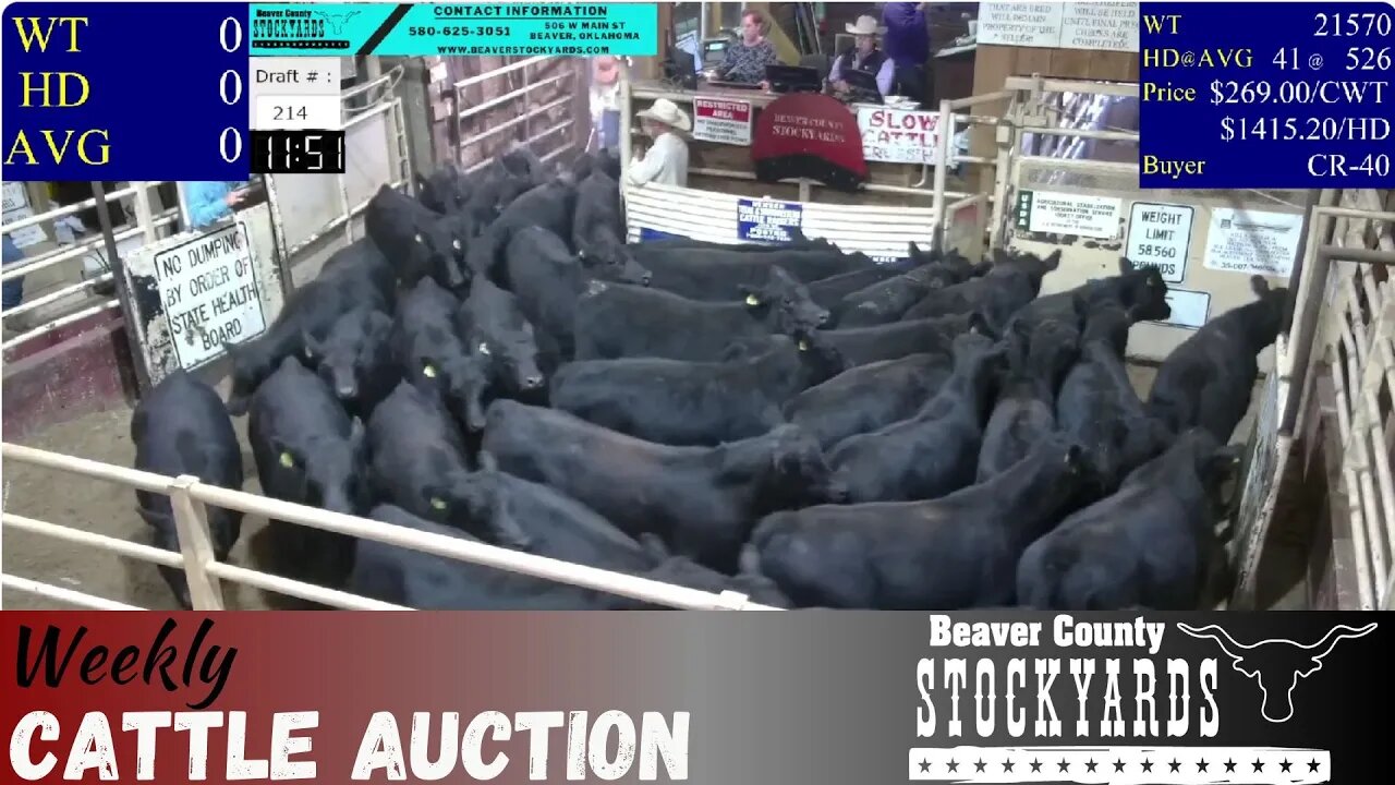 10/24/2023 - Beaver County Stockyards Livestock Auction