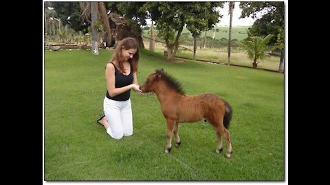 Ponies together in the barn 🐎🐴