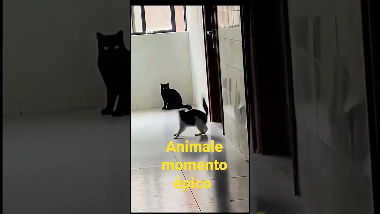 animale domestico super épico #shorts #2022 #popular #short #funny