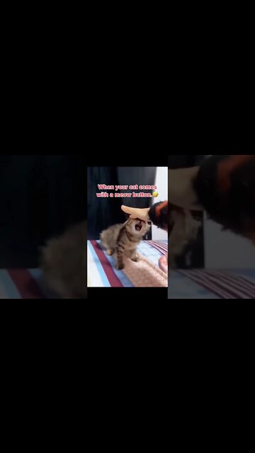 When your cat comes with a meow button 🤣￼