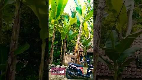 #shoot perdesaan