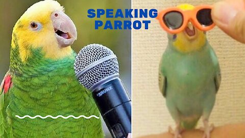 talkative parrot