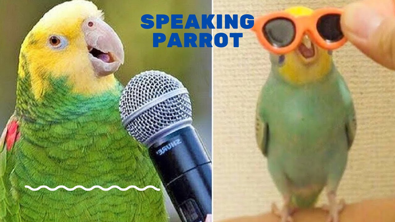 talkative parrot