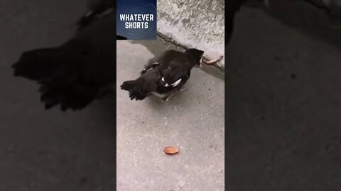 Young bird is very confused about moving food #shorts #bird #young #confused