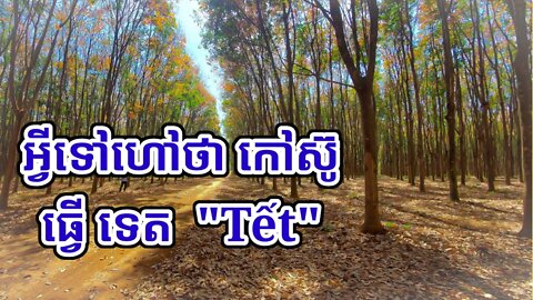 កៅស៊ូធ្វើទេត មានន័យដូចម្តេច?| Why stop Tapping Rubber During Chinese New Year?