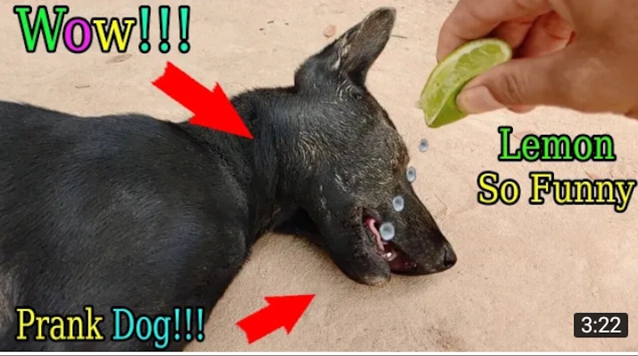 Wow amazing lemon prank dog so funny try to stop laugh challenge 2021