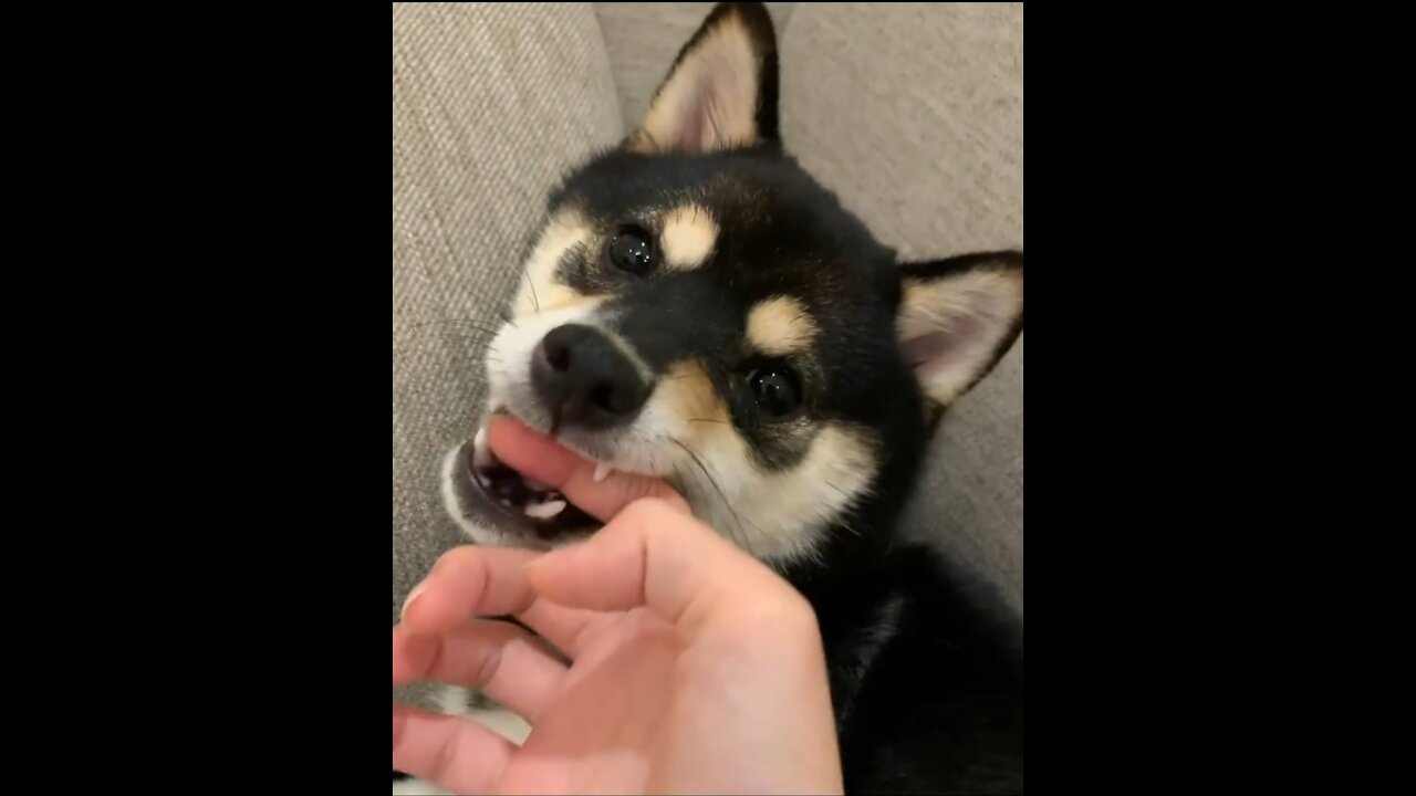 Dog bites my fingers