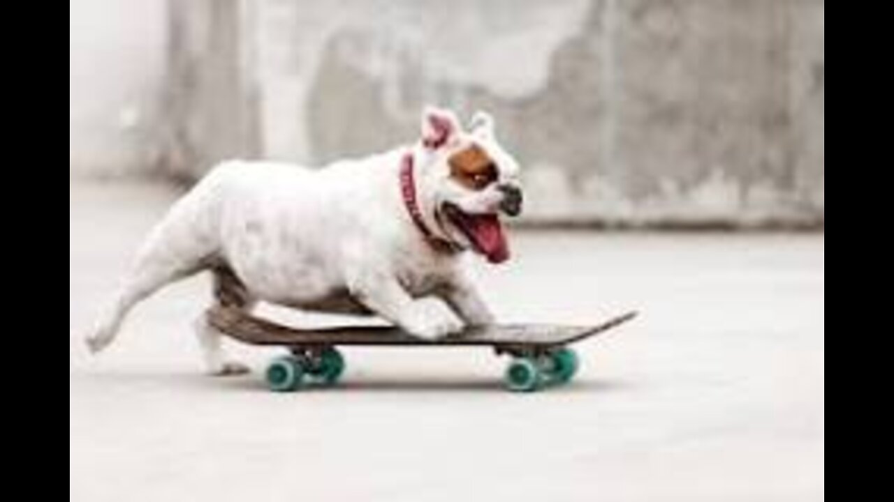 Funny Dogs Videos Compilation