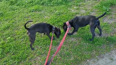 TOXIC Cancel Culture toxicity, example OUTCROSS forum & doggroups: what is the REAL DEAL here?