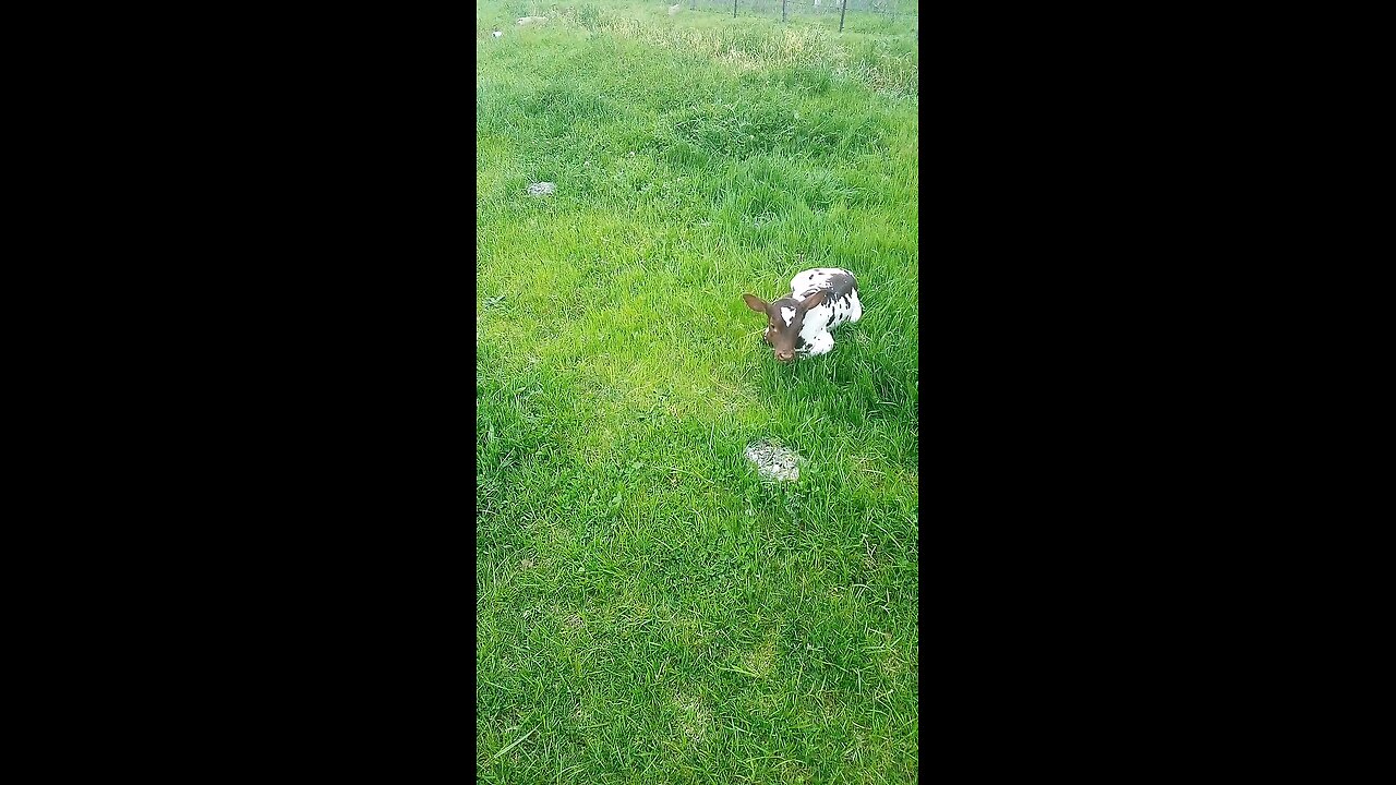 Newborn Watusi heifer