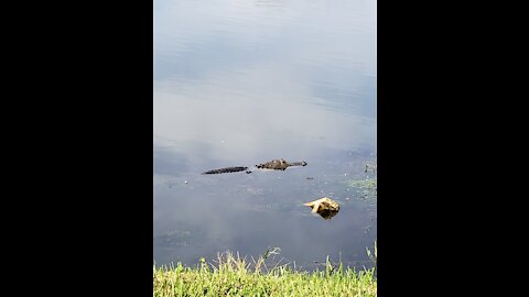 Pretty little alligator keeping an eye on me