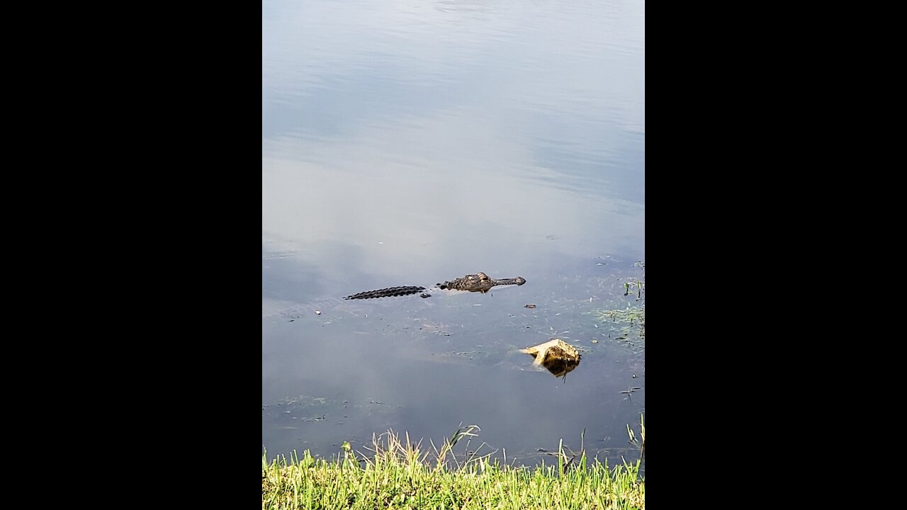 Pretty little alligator keeping an eye on me