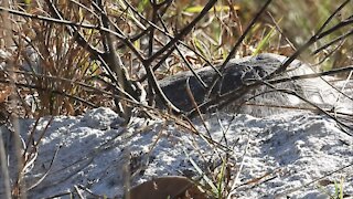 Young Gopher Tortoise Moving Sand to Make Room in its Burrow