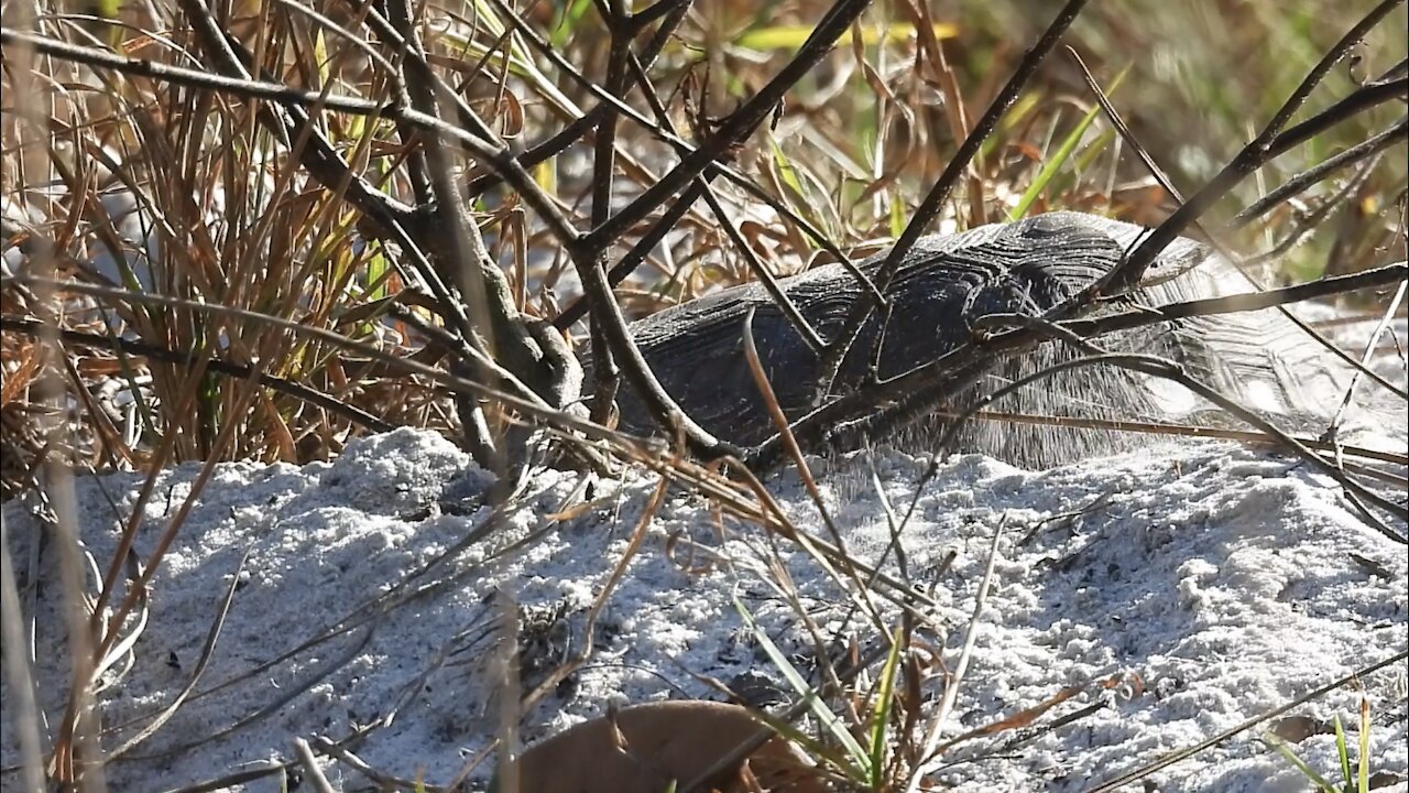 Young Gopher Tortoise Moving Sand to Make Room in its Burrow