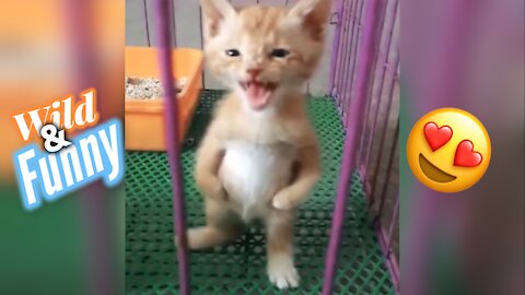 😍Cute Cats And Funny Dogs Videos Compilation 2021!!