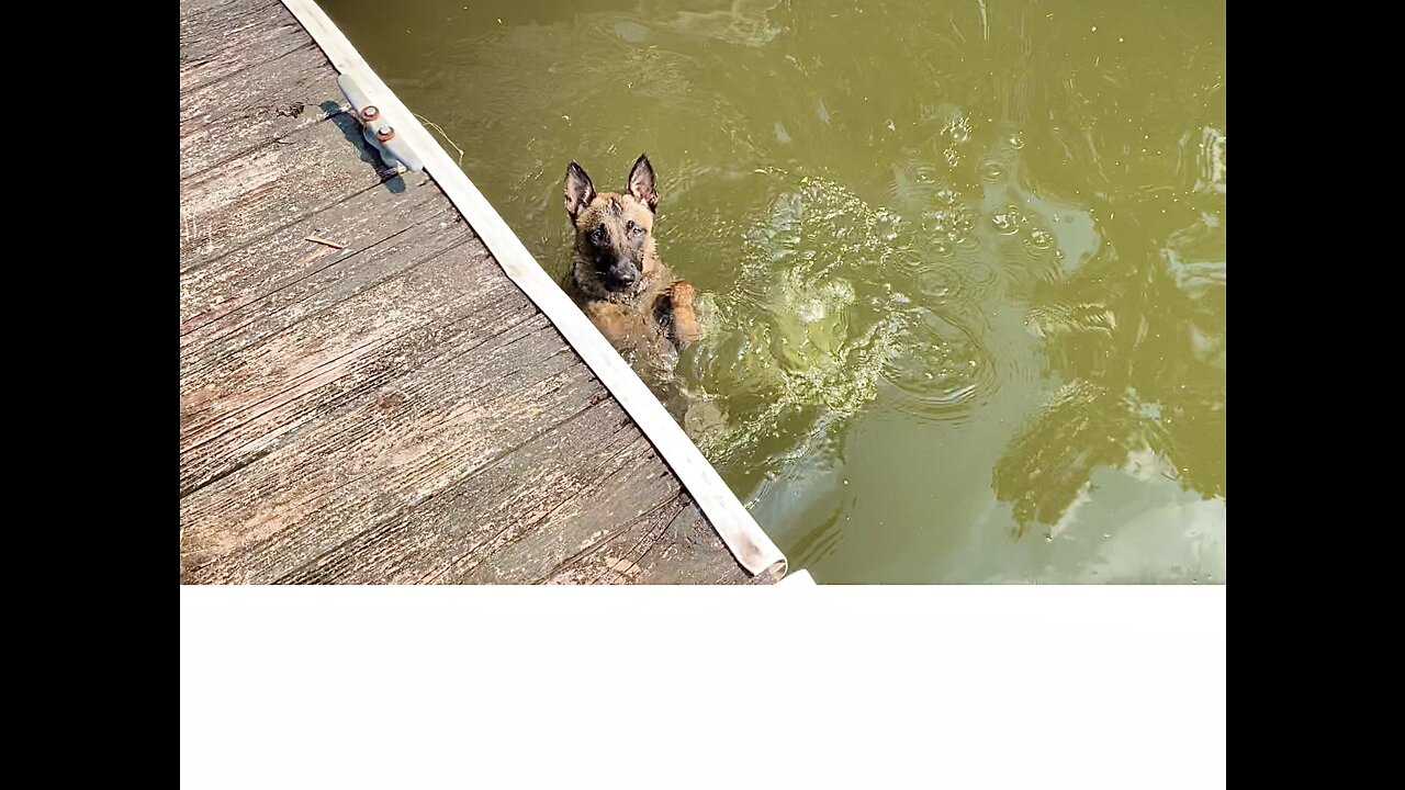 Dog plays peek-a-boo from under pier while swimming.