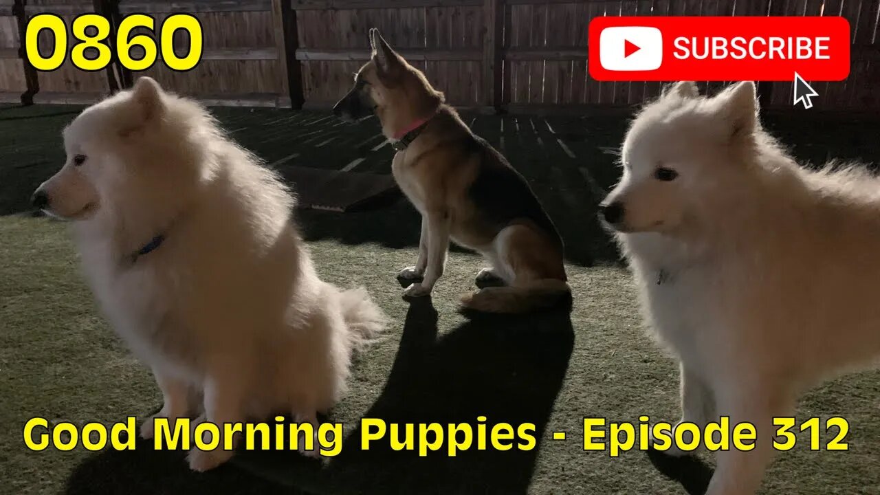 [0860] GOOD MORNING PUPPIES - EPISODE 312 [#dogs #doggos #doggos #puppies #dogdaycare]