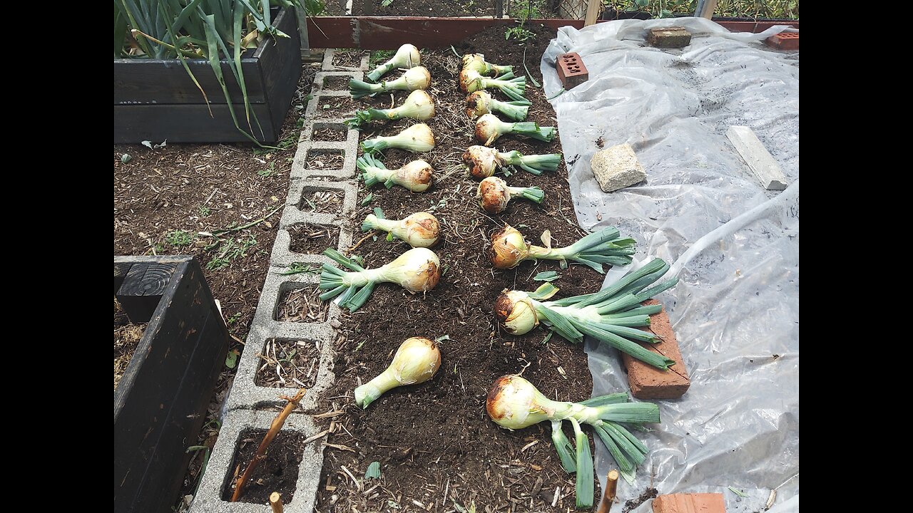 Harvesting Onions 6/26/23