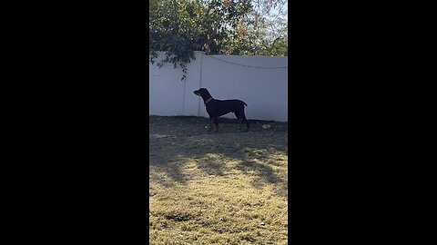 Charlie on the lookout outside earlier today