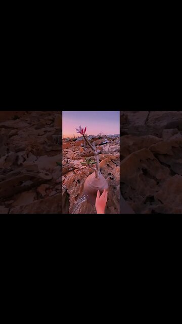 In 2008, UNESCO officially recognized the largest island of Socotra as a Wonder of the World...