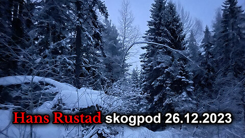 Skogpod 26. desember 2023