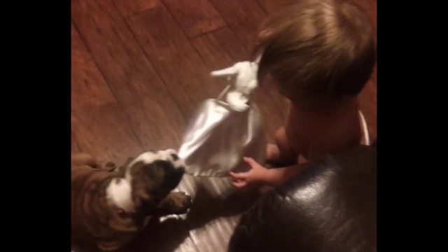 Bulldog Puppy Stealing A Toy From A Baby