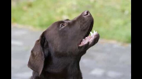 Un labrador fan de musique country