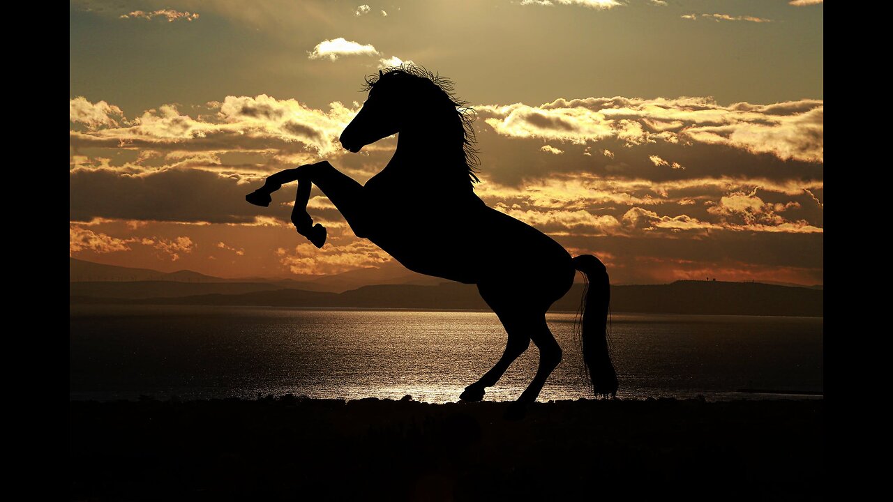 Horses Dance Festival in Egypt