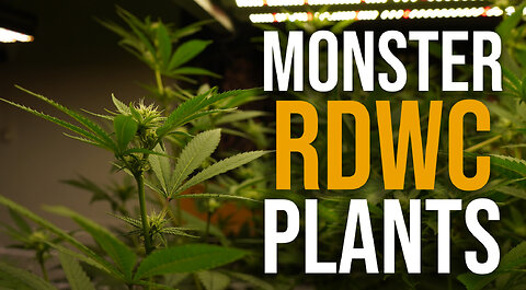 Home Grow RDWC Run - Lemonade & Compound Genetics