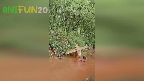 best funniest animal videos 2023