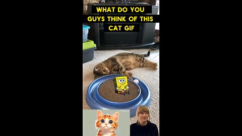 Cute Cat Gif