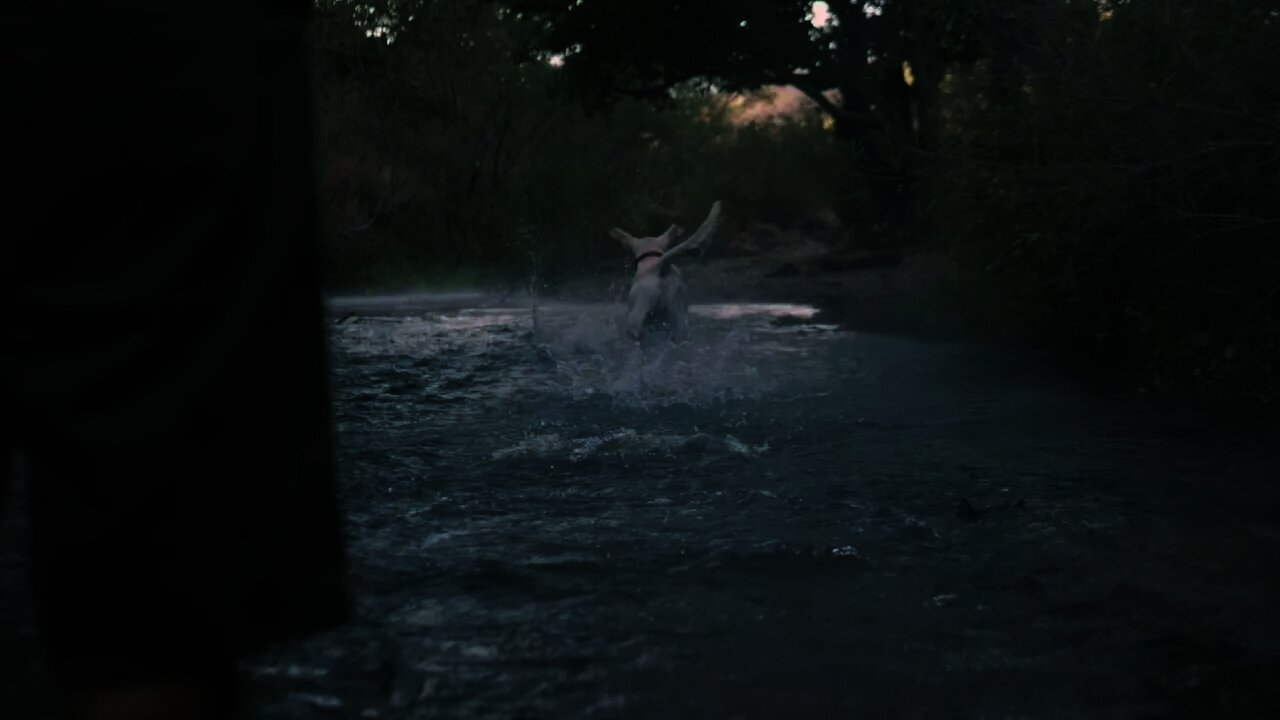 Puppy Dog catches a ball in a river