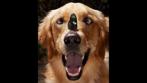 Very Smart dog rejecting food, Funny dog