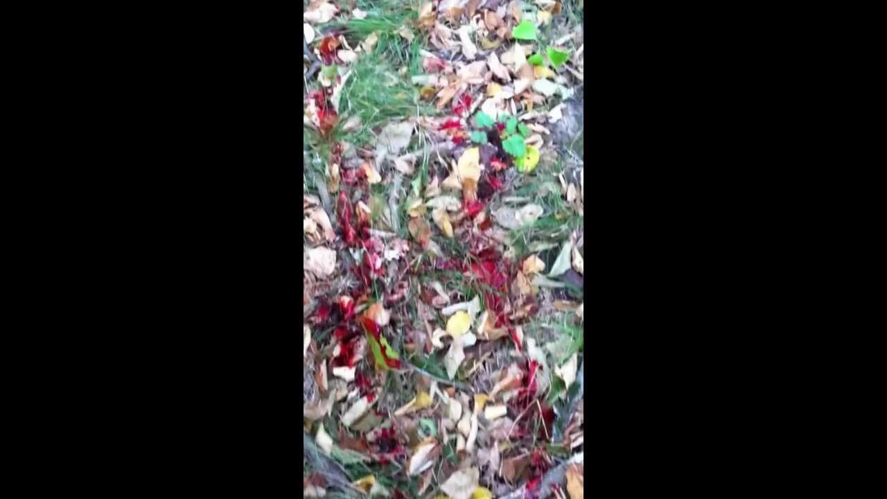 Amazing blood trail from the Ulmer Edge broadhead.