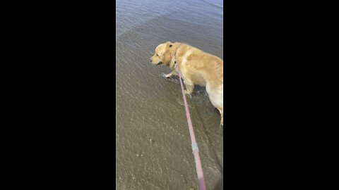 Golden retriever enjoying the beautiful weather