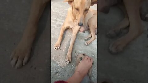 This street dog pup has been loved by the people walking by ❤️