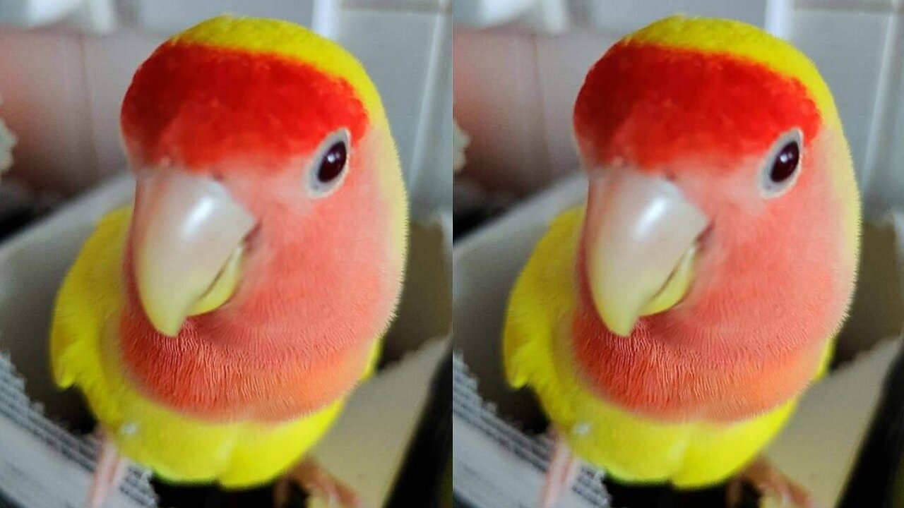 Naughty parrot completely destroys owner's coffee pods