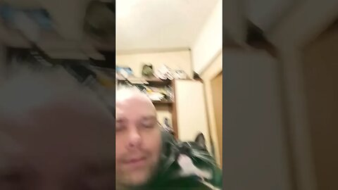 Daily dose of kitty 11 #shortsfeed #kittycat #kitty #shortsvideo #youtubeshorts #cutekitty