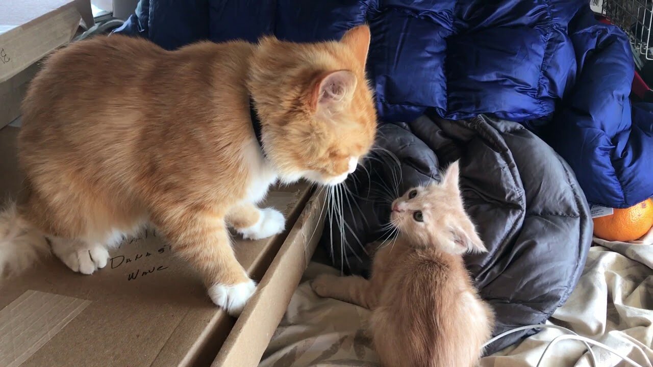 Dad cat beats up kitten and gets a kiss from mom