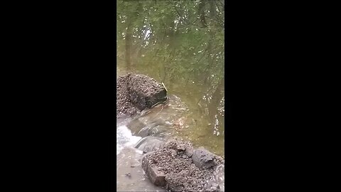 Changing the Course of a Stream with Two Hours of Work and a Shovel