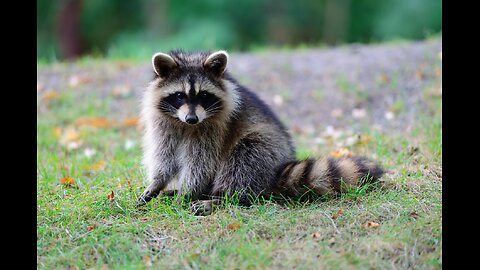 Videos for Cats to Watch 🐾 - Raccoons at Night - 🌿 Nature Sounds TV