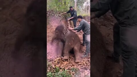 Baby elephant playing with mudd ☺️