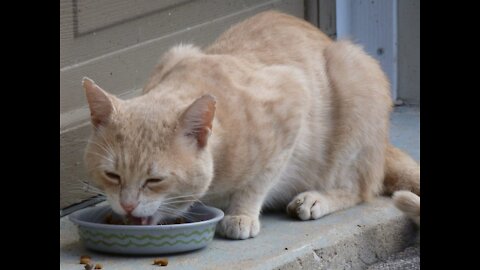 Cute cat with hungry