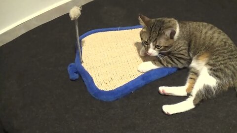 A Cat Sits on His Scratching Board