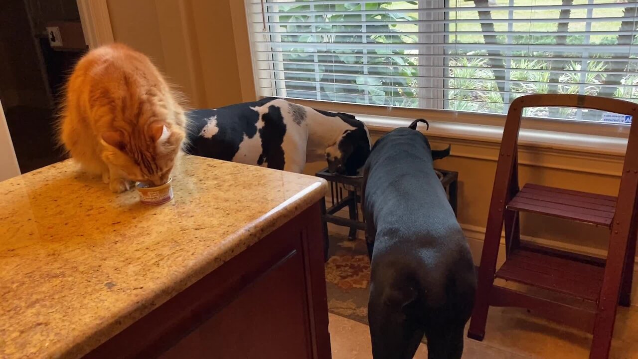 Happy cat and Great Danes enjoy breakfast together
