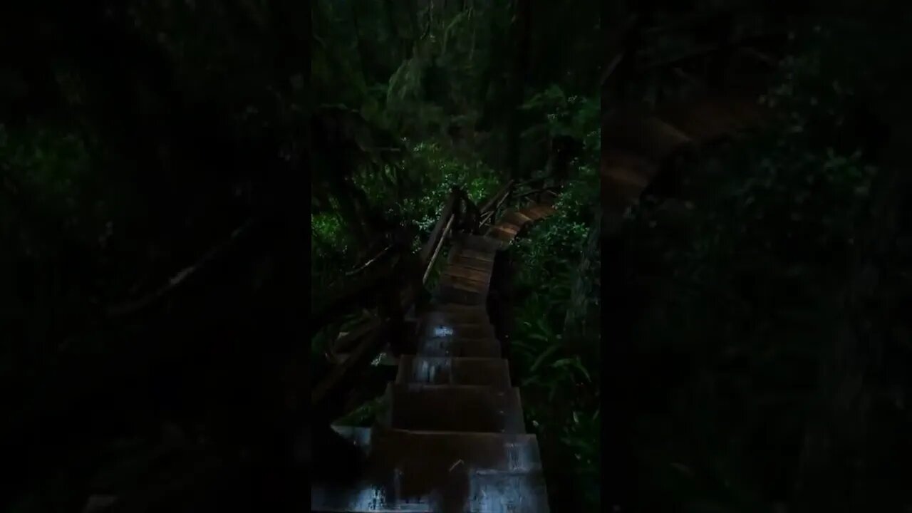 Always find comfort in these forests pls Subscribe