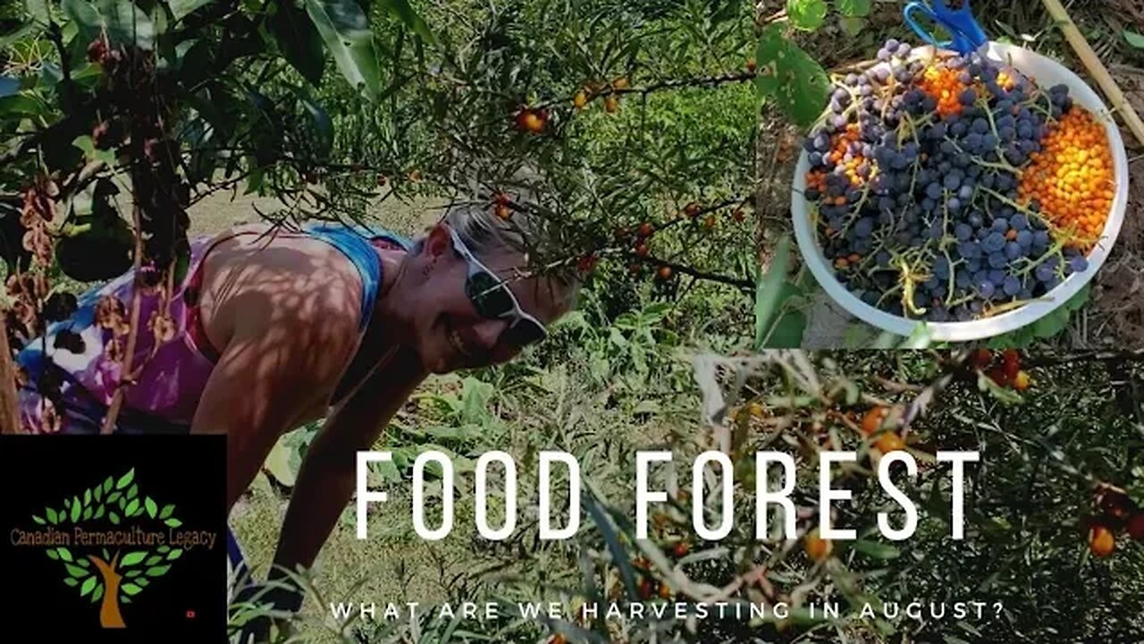 There is always something to eat in our permaculture food forest