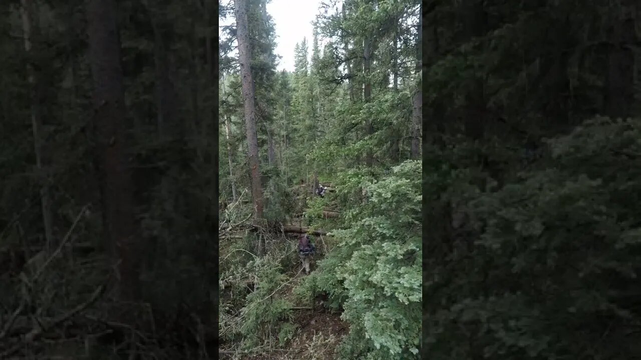 Downed trees as far as they eye can see - 2022 Philmont Trek #shorts